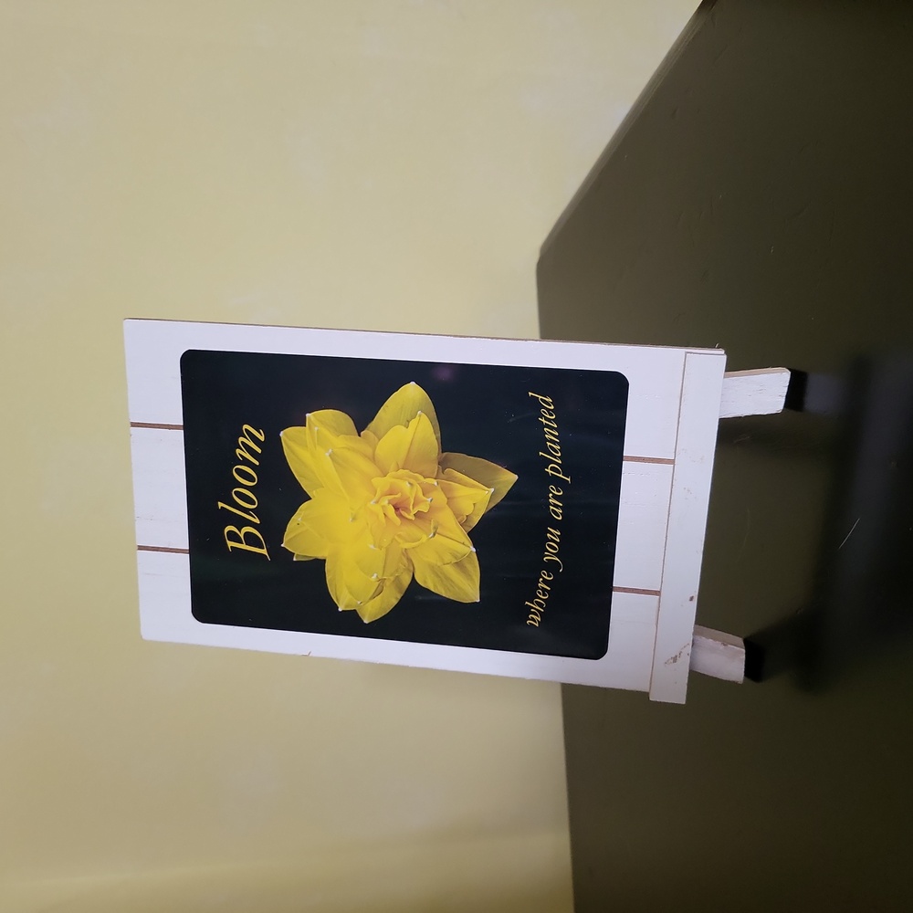 Daffodil photo Bloom where you are planted